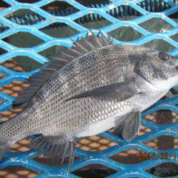 オリジナルメーカー海づり公園(市原市海づり施設) 釣果