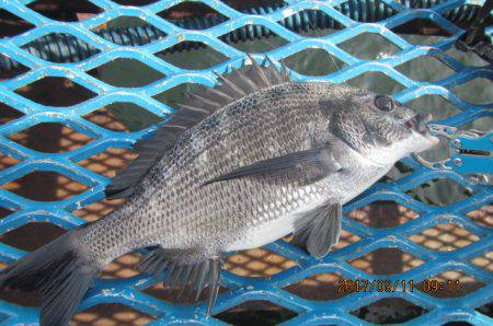 オリジナルメーカー海づり公園(市原市海づり施設) 釣果