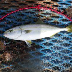 オリジナルメーカー海づり公園(市原市海づり施設) 釣果