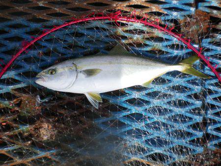 オリジナルメーカー海づり公園(市原市海づり施設) 釣果