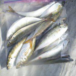 オリジナルメーカー海づり公園(市原市海づり施設) 釣果