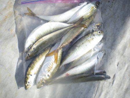 オリジナルメーカー海づり公園(市原市海づり施設) 釣果