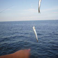 オリジナルメーカー海づり公園(市原市海づり施設) 釣果