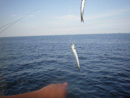 オリジナルメーカー海づり公園(市原市海づり施設) 釣果