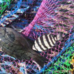 オリジナルメーカー海づり公園(市原市海づり施設) 釣果