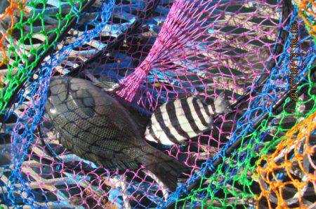 オリジナルメーカー海づり公園(市原市海づり施設) 釣果