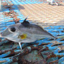 オリジナルメーカー海づり公園(市原市海づり施設) 釣果