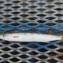 オリジナルメーカー海づり公園(市原市海づり施設) 釣果