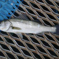 オリジナルメーカー海づり公園(市原市海づり施設) 釣果
