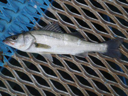オリジナルメーカー海づり公園(市原市海づり施設) 釣果