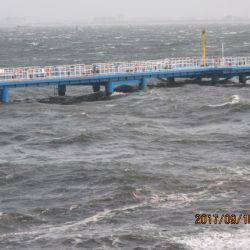 オリジナルメーカー海づり公園(市原市海づり施設) 釣果