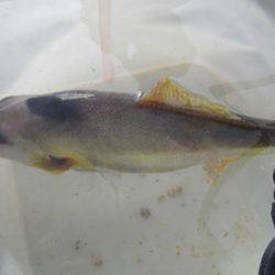 オリジナルメーカー海づり公園(市原市海づり施設) 釣果