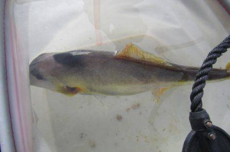 オリジナルメーカー海づり公園(市原市海づり施設) 釣果