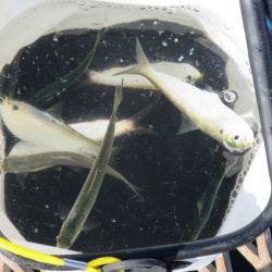 オリジナルメーカー海づり公園(市原市海づり施設) 釣果