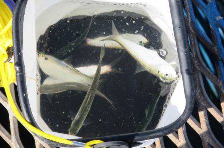 オリジナルメーカー海づり公園(市原市海づり施設) 釣果