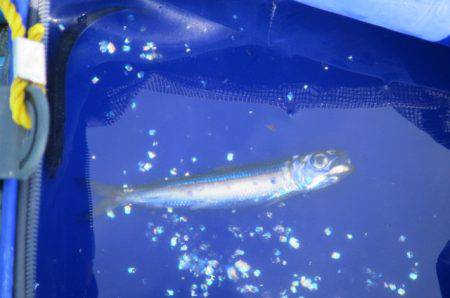 オリジナルメーカー海づり公園(市原市海づり施設) 釣果