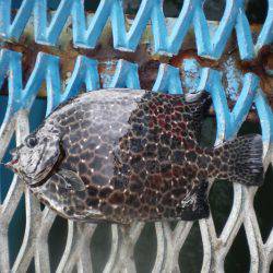 オリジナルメーカー海づり公園(市原市海づり施設) 釣果