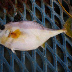 オリジナルメーカー海づり公園(市原市海づり施設) 釣果