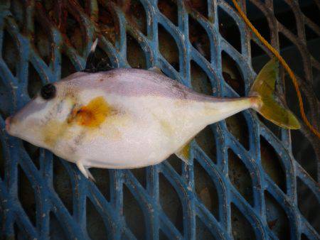 オリジナルメーカー海づり公園(市原市海づり施設) 釣果