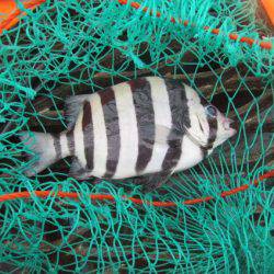 オリジナルメーカー海づり公園(市原市海づり施設) 釣果