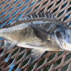 オリジナルメーカー海づり公園(市原市海づり施設) 釣果
