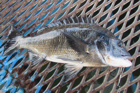 オリジナルメーカー海づり公園(市原市海づり施設) 釣果