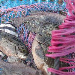 オリジナルメーカー海づり公園(市原市海づり施設) 釣果