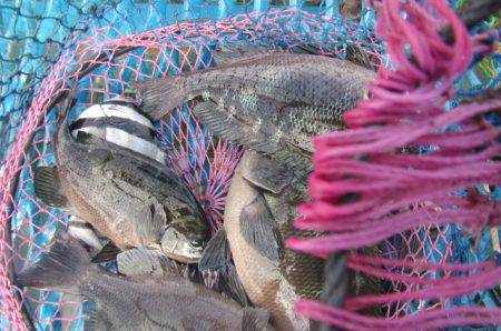 オリジナルメーカー海づり公園(市原市海づり施設) 釣果