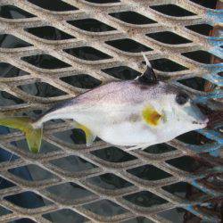 オリジナルメーカー海づり公園(市原市海づり施設) 釣果