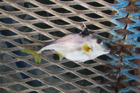 オリジナルメーカー海づり公園(市原市海づり施設) 釣果