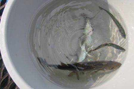 オリジナルメーカー海づり公園(市原市海づり施設) 釣果