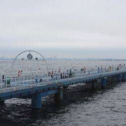 オリジナルメーカー海づり公園(市原市海づり施設) 釣果