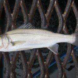 オリジナルメーカー海づり公園(市原市海づり施設) 釣果