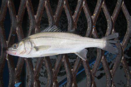 オリジナルメーカー海づり公園(市原市海づり…