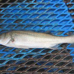 オリジナルメーカー海づり公園(市原市海づり施設) 釣果