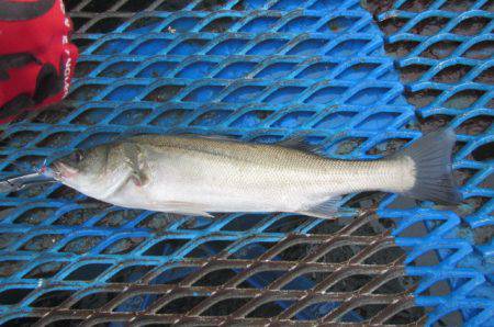オリジナルメーカー海づり公園(市原市海づり施設) 釣果