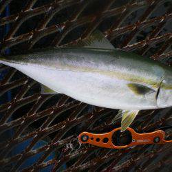 オリジナルメーカー海づり公園(市原市海づり施設) 釣果