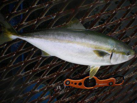 オリジナルメーカー海づり公園(市原市海づり施設) 釣果