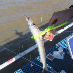 オリジナルメーカー海づり公園(市原市海づり施設) 釣果