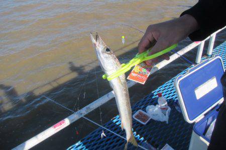 オリジナルメーカー海づり公園(市原市海づり施設) 釣果