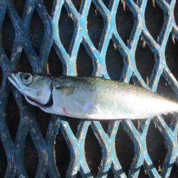 オリジナルメーカー海づり公園(市原市海づり施設) 釣果