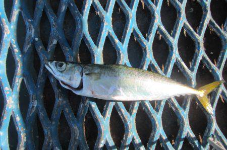 オリジナルメーカー海づり公園(市原市海づり施設) 釣果