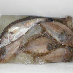 大進丸(新潟) 釣果