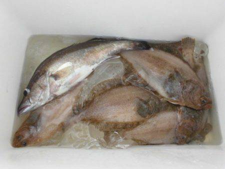 大進丸(新潟) 釣果