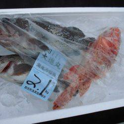 大進丸(新潟) 釣果