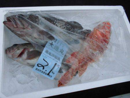 大進丸(新潟) 釣果