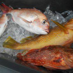 こうゆう丸 釣果