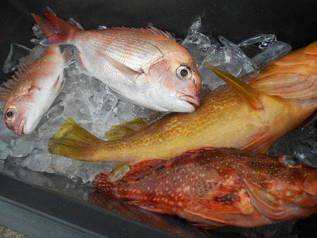 こうゆう丸 釣果