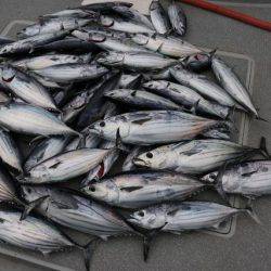 へいみつ丸 釣果