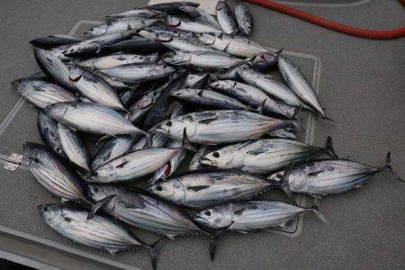 へいみつ丸 釣果